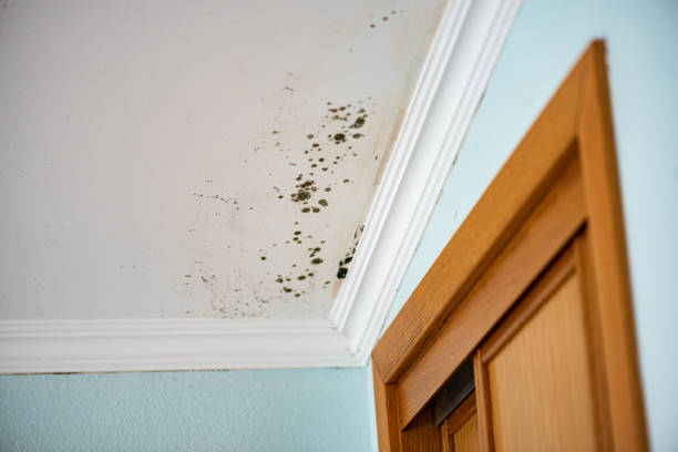 Best Industrial Mold Remediation in La Crosse, KS