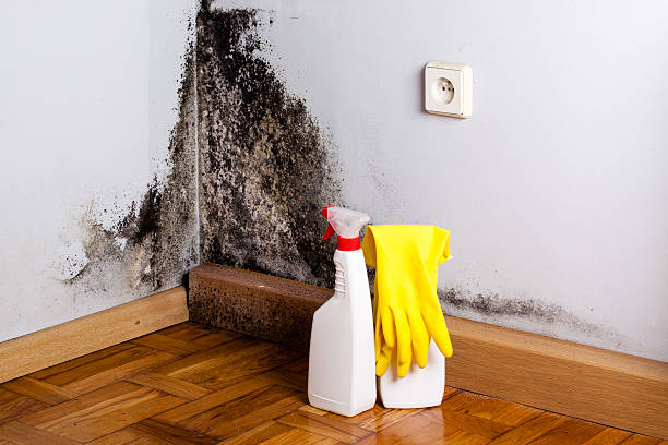 Best Residential Mold Remediation in La Crosse, KS