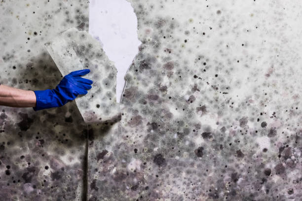 Best Post-Flood Mold Remediation in La Crosse, KS