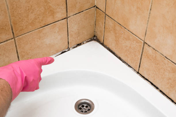 Trusted La Crosse, KS Mold Remediation Experts